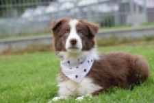 Border Collie (reu) 46310