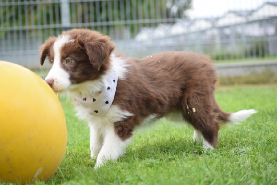 Border Collie (reu) 46310