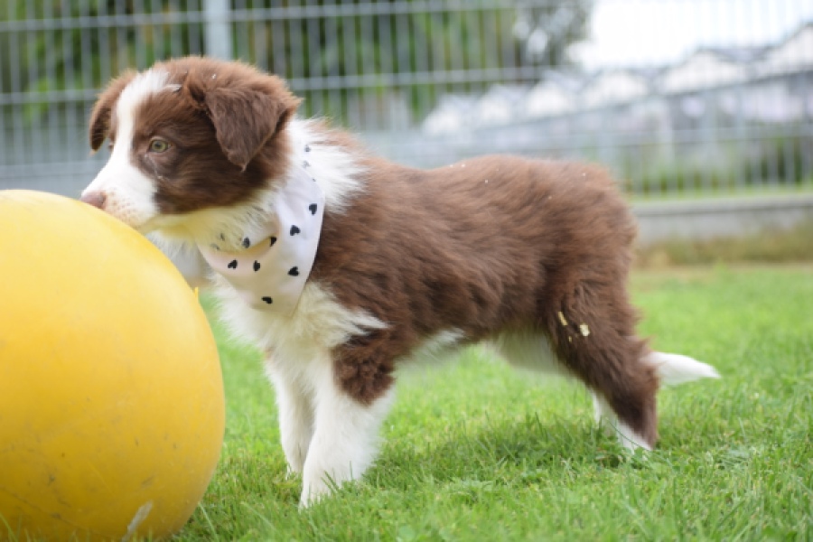 Border Collie (reu) 46310