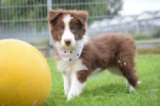 Border Collie (reu) 46310