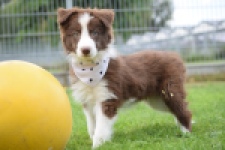 Border Collie (reu) 46310