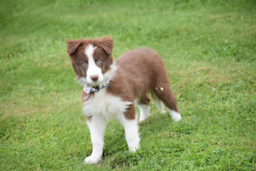 Border Collie (reu) 46310