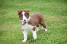 Border Collie (reu) 46310