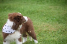 Border Collie (reu) 46310