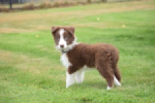 Border Collie (reu) 46310
