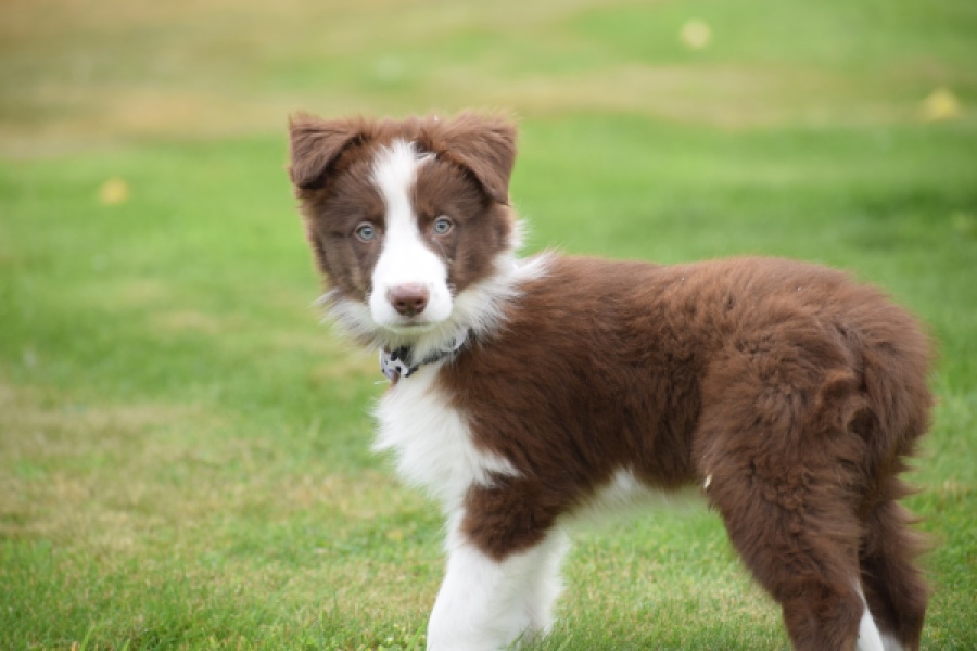 Border Collie (reu) 46310