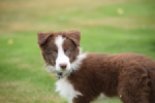 Border Collie (reu) 46310