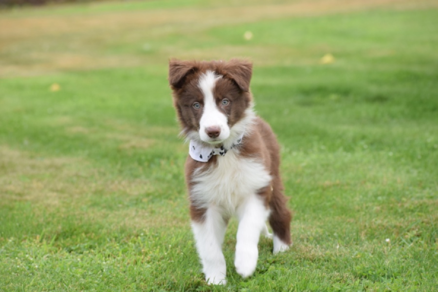 Border Collie (reu) 46310
