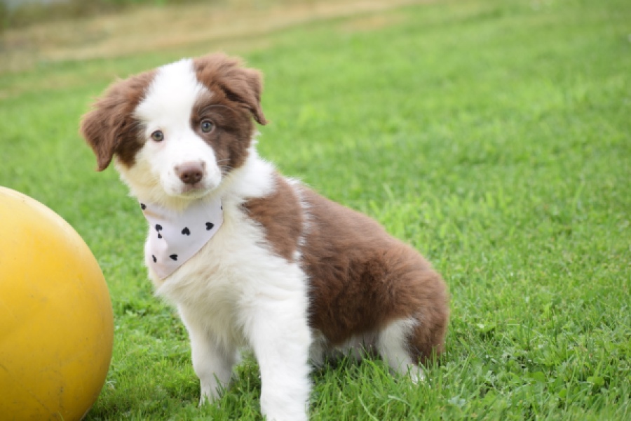 Border Collie (teef) 45880