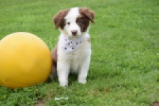 Border Collie (teef) 45880