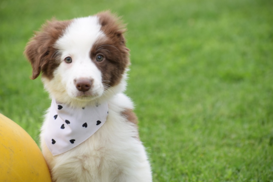 Border Collie (teef) 45880