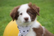 Border Collie (teef) 45880