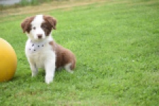 Border Collie (teef) 45880