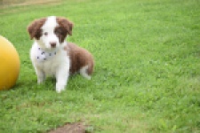 Border Collie (teef) 45880