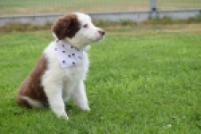 Border Collie (teef) 45880