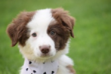 Border Collie (teef) 45880