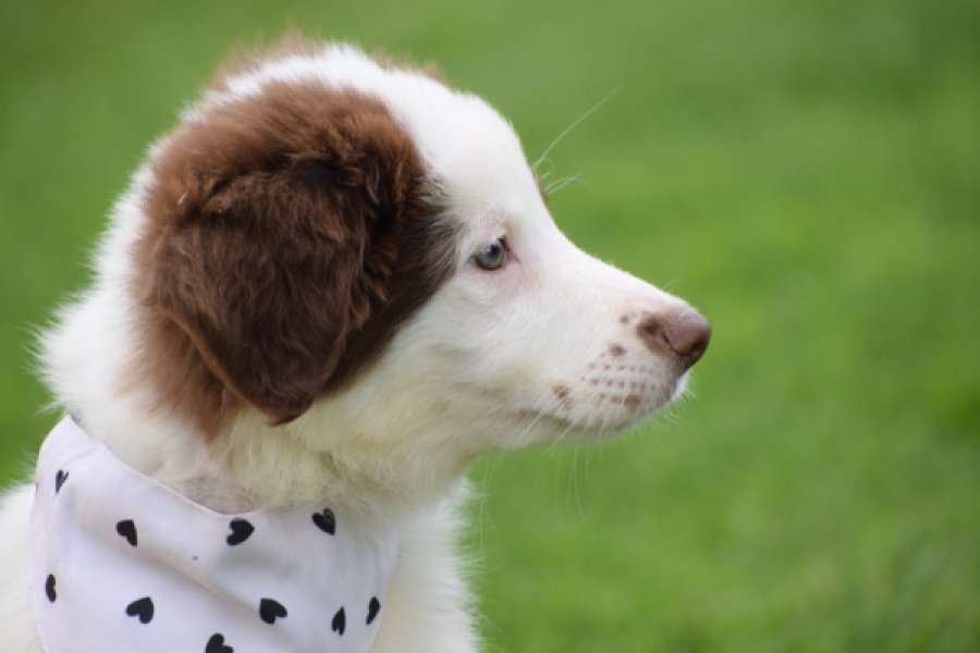 Border Collie (teef) 45880