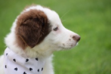 Border Collie (teef) 45880