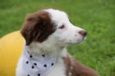 Border Collie (teef) 45880