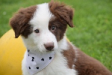 Border Collie (teef) 45880