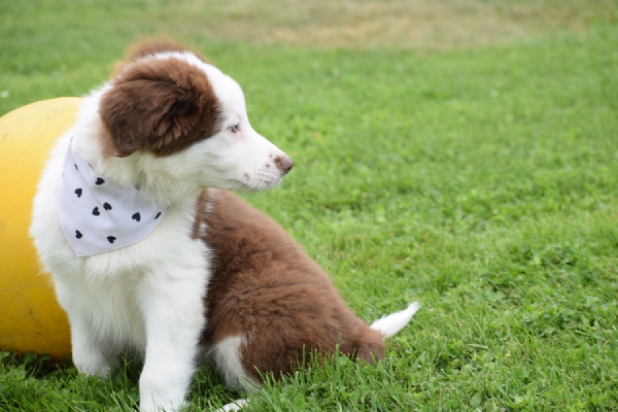 Border Collie (teef) 45880