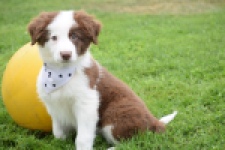 Border Collie (teef) 45880