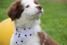 Border Collie (teef) 45880