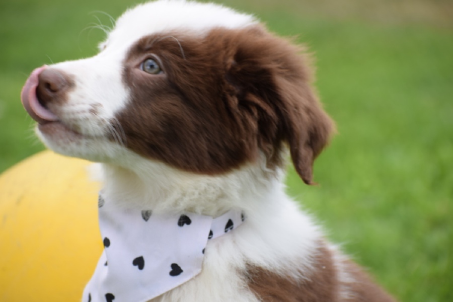 Border Collie (teef) 45880