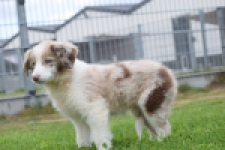 Border Collie (teef) 46927