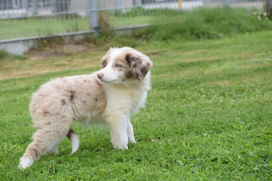 Border Collie (teef) 46927