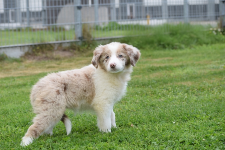 Border Collie (teef) 46927