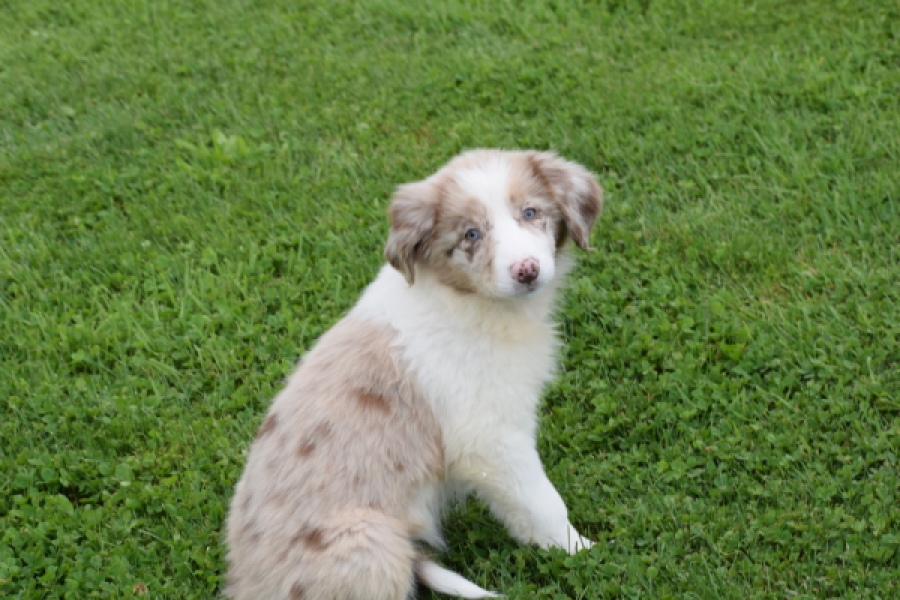 Border Collie (teef) 46927