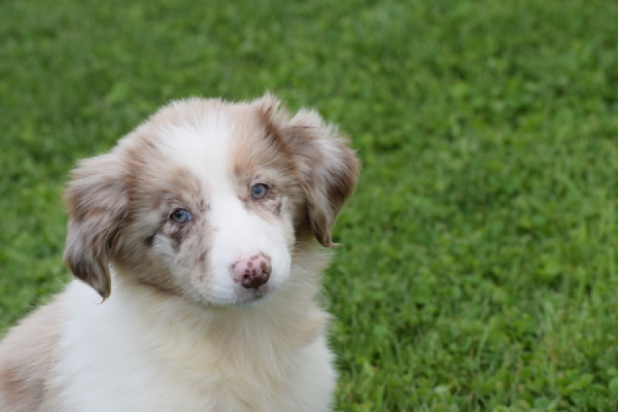 Border Collie (teef) 46927