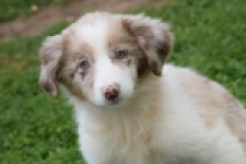 Border Collie (teef) 46927