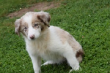 Border Collie (teef) 46927