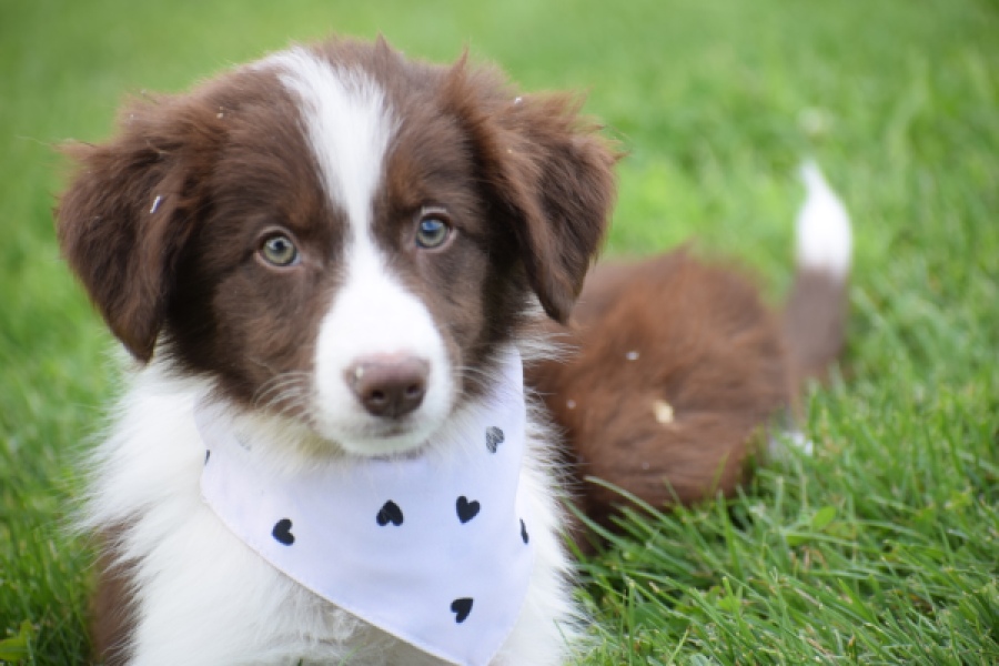 Border Collie (teef) 46240