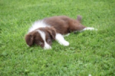 Border Collie (teef) 46240