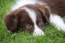 Border Collie (teef) 46240