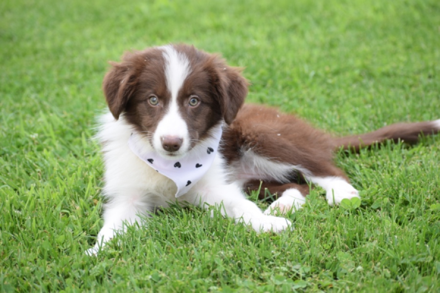 Border Collie (teef) 46240