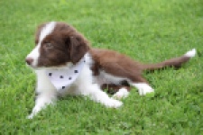 Border Collie (teef) 46240