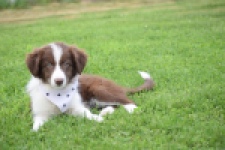 Border Collie (teef) 46240