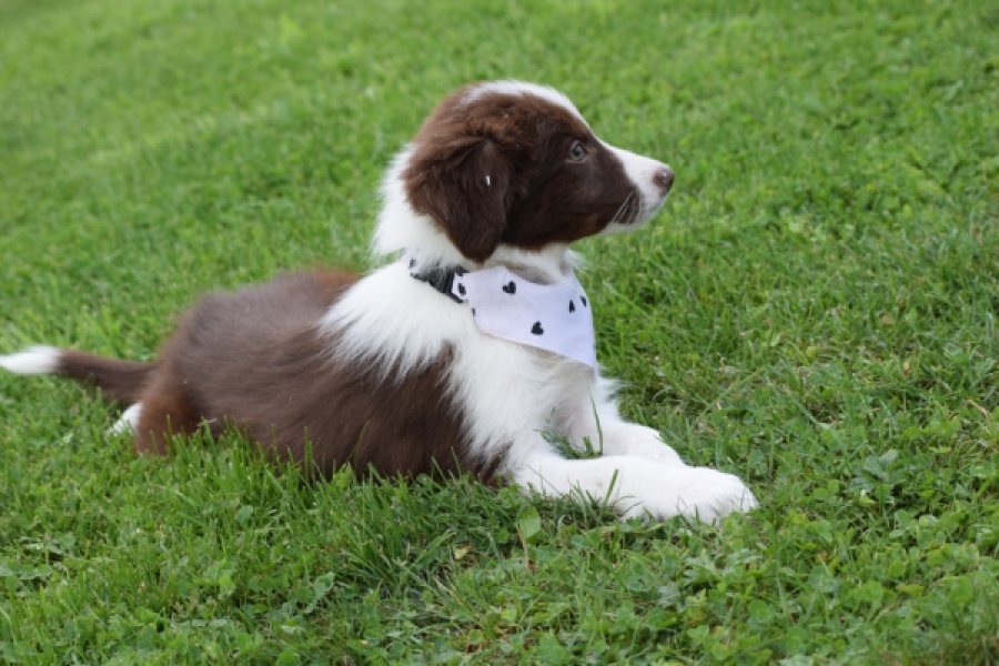 Border Collie (teef) 46240