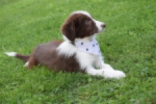 Border Collie (teef) 46240