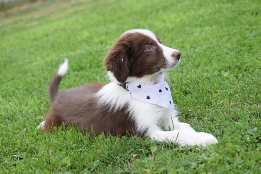 Border Collie (teef) 46240