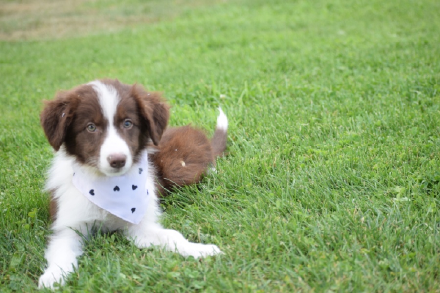 Border Collie (teef) 46240