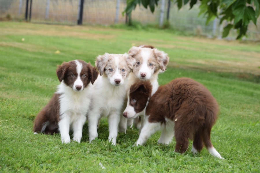 Border Collie (teef) 46927