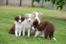Border Collie (teef) 46927