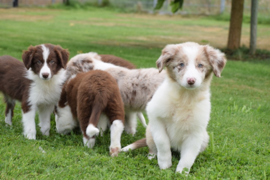 Border Collie (teef) 46927