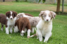 Border Collie (teef) 46927