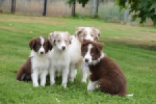 Border Collie (reu) 46310